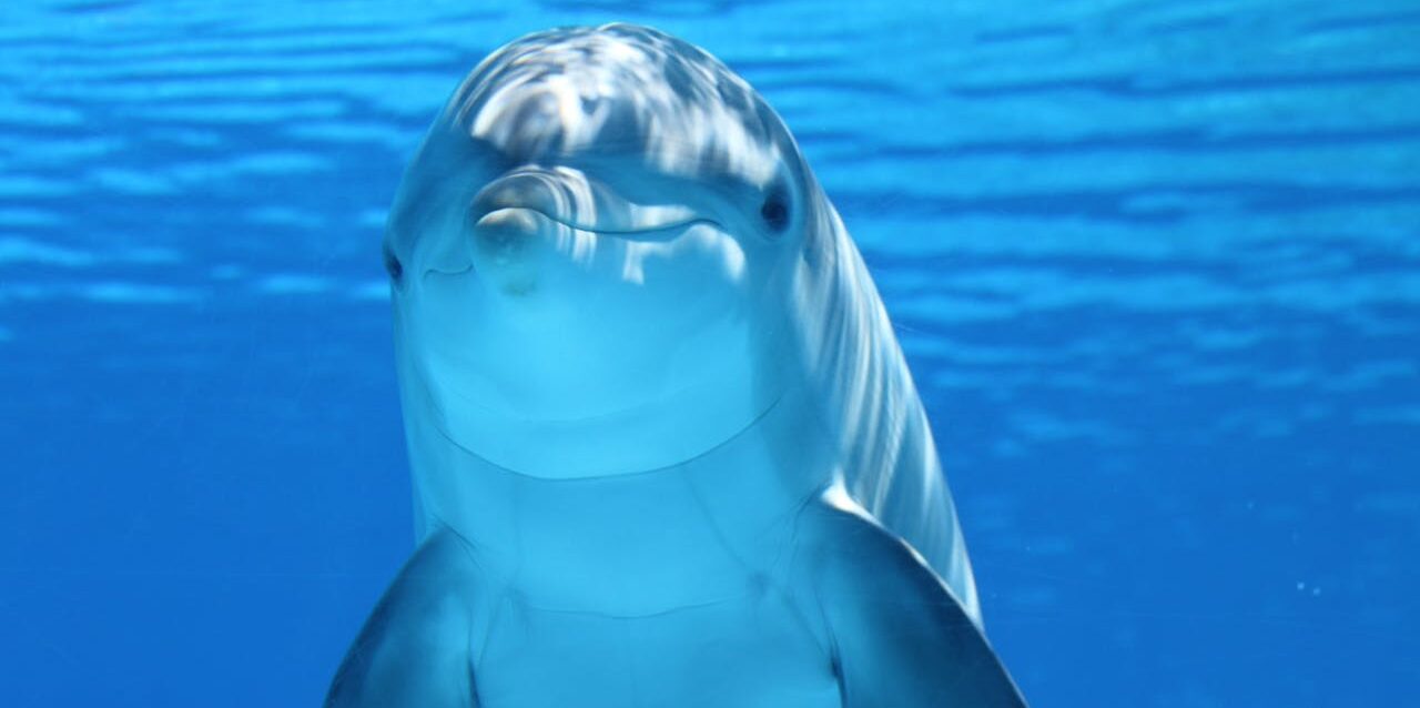 El Congreso de la Unión aprueba por unanimidad iniciativa clave que blindará a delfines, ballenas y lobos marinos, marcando un precedente en protección de especies marinas