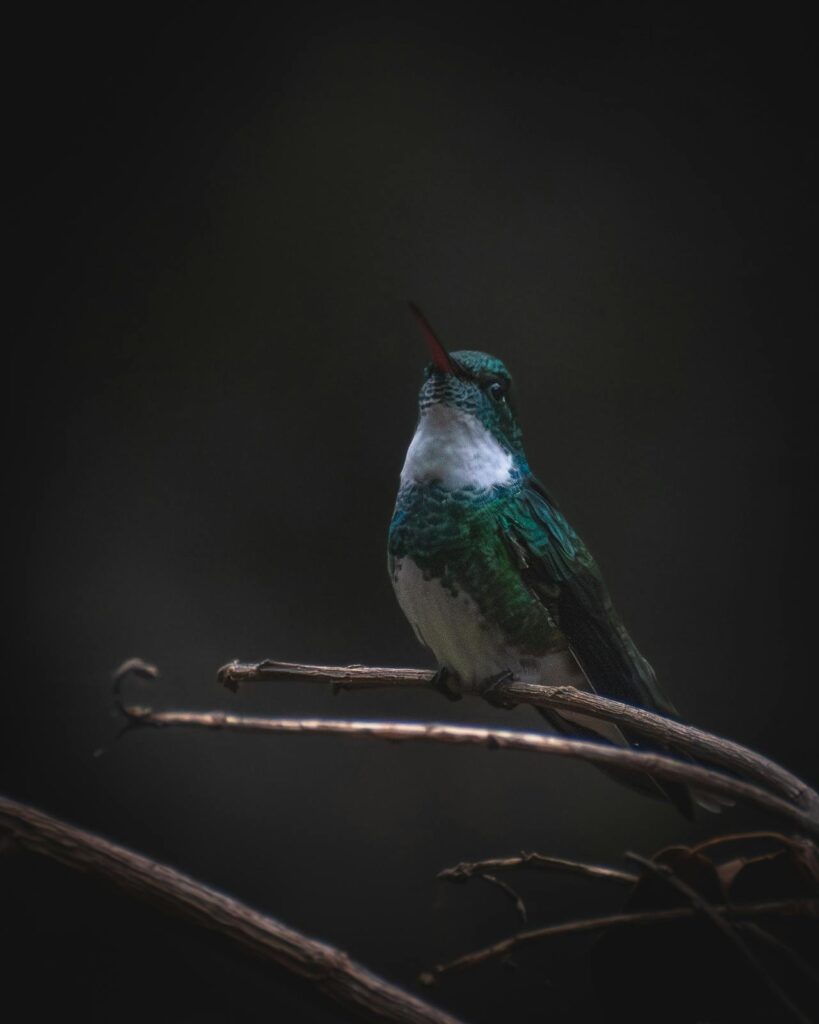 Estas aves, cuyo diminuto tamaño contrasta con su enorme importancia ecológica, pues uno solo puede visitar entre 500 y 3,000 flores al día, enfrentan múltiples amenazas. Hasta julio de 2023, la Lista Roja de la Unión Internacional para la Conservación de la Naturaleza (UICN) incluía 191 especies de colibríes con tendencias poblacionales decrecientes.