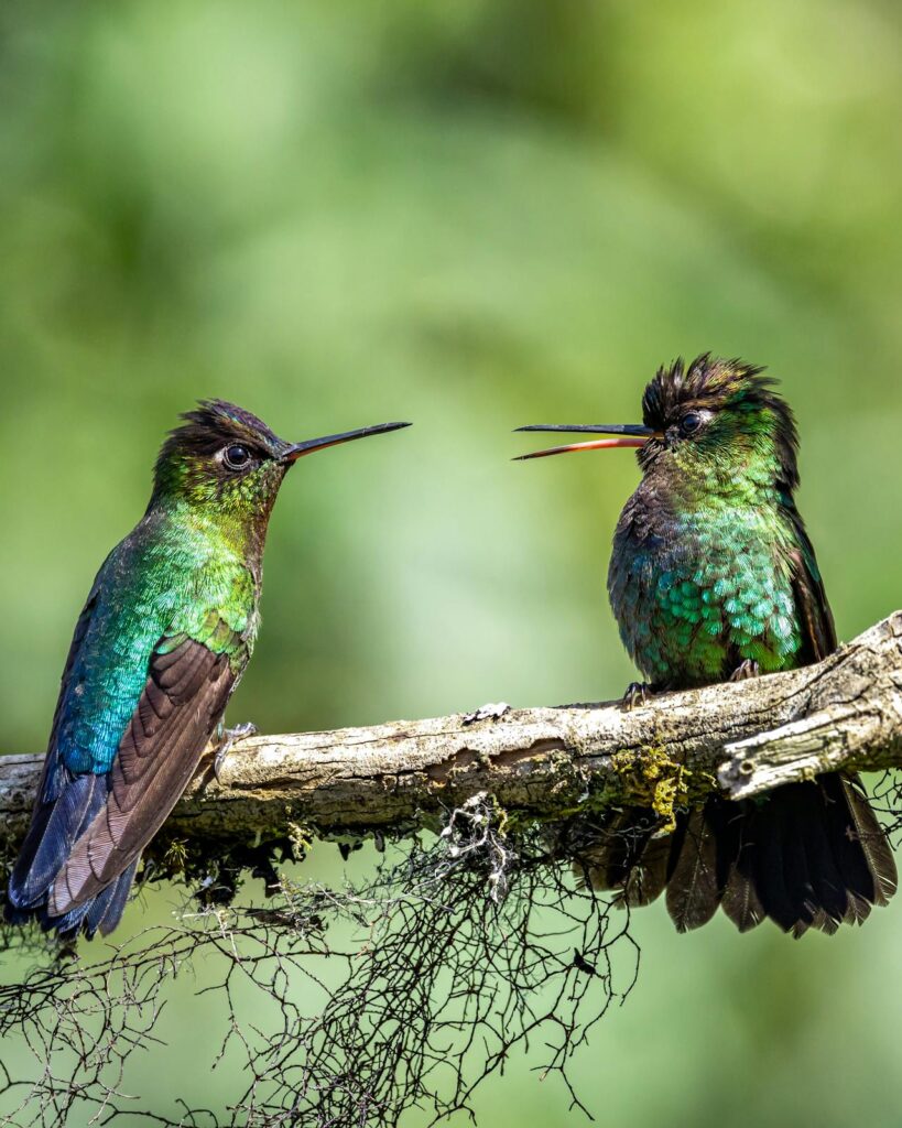el colibrí -endémico de América Latina- ha permeado a las antiguas y actuales civilizaciones mesoamericanas por su alto valor en la cadena de la vida como el principal polinizador de la región, sin embargo, las poblaciones de colibríes están disminuyendo a un ritmo alarmante, lo que plantea serias amenazas para la biodiversidad y el equilibrio de los ecosistemas.