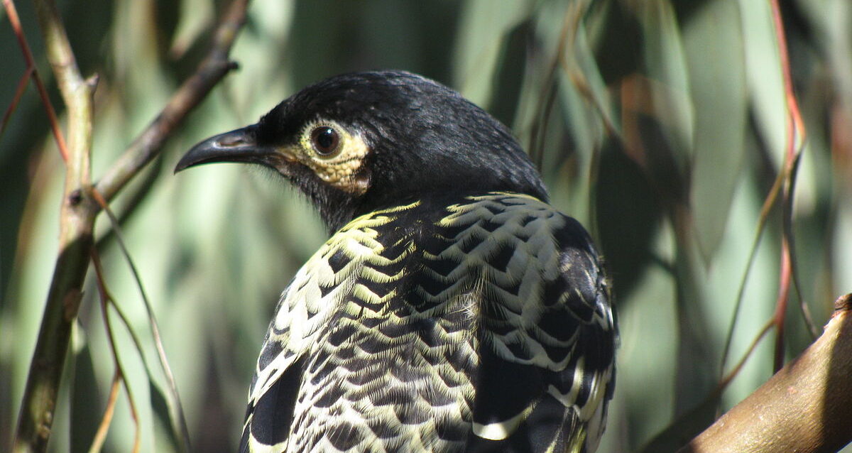 mielero regente, un ave endémica de Australia en peligro crítico de extinción,