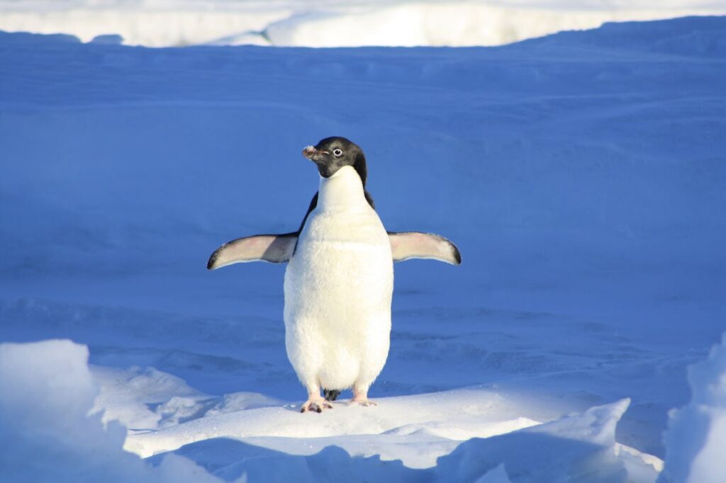 ¿El excremento de pingüino puede salvar el planeta?