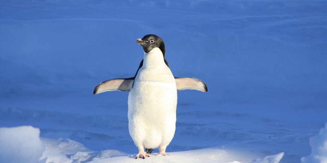 ¿El excremento de pingüino puede salvar el planeta?