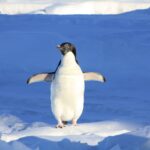 ¿El excremento de pingüino puede salvar el planeta?