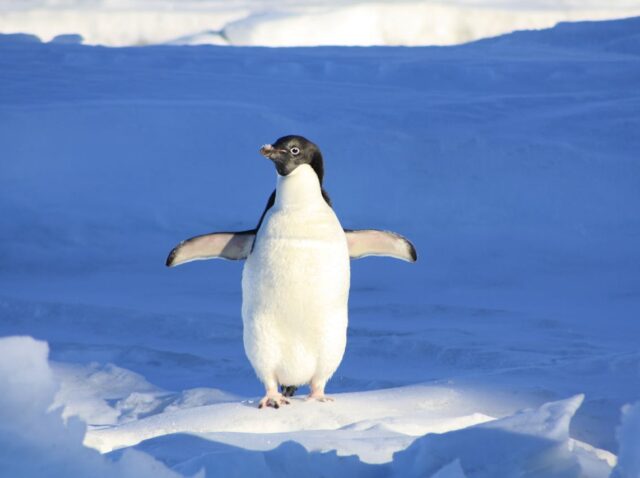 ¿El excremento de pingüino puede salvar el planeta?