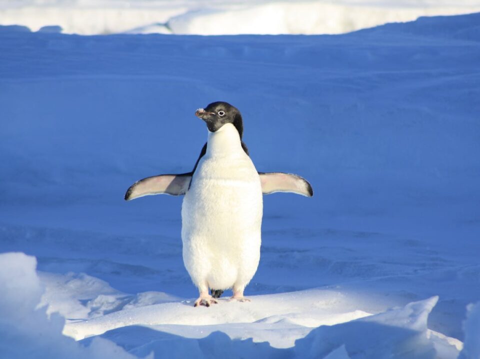 ¿El excremento de pingüino puede salvar el planeta?