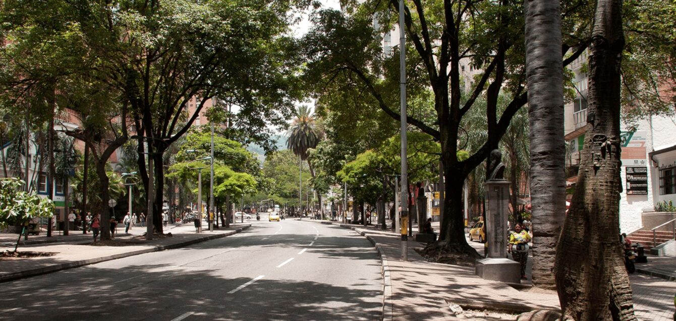 La temperatura bajó al plantar más árboles