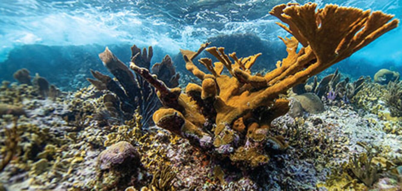 latank,media,coral,miami,honduras