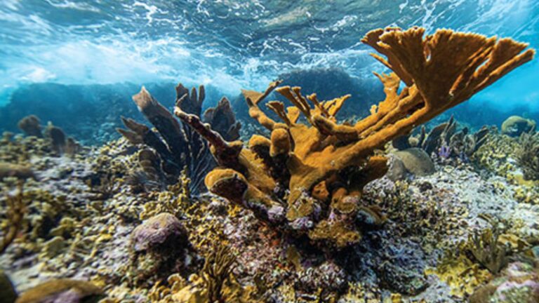latank,media,coral,miami,honduras