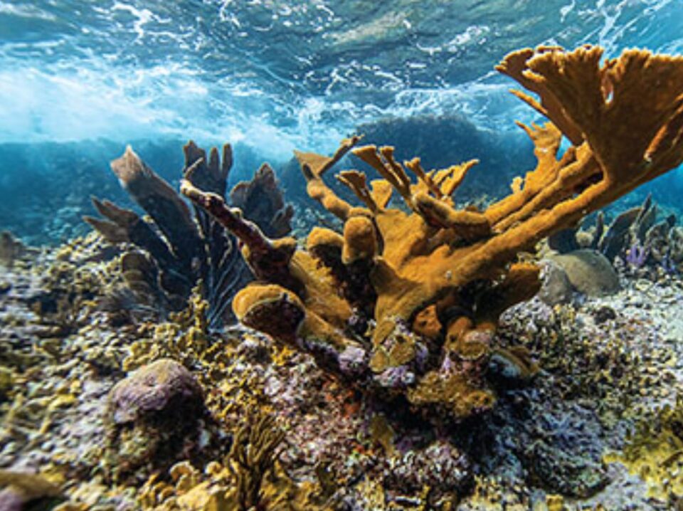 latank,media,coral,miami,honduras