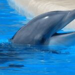 ¿Qué otras acciones debería tomar la sociedad o el gobierno para fomentar la la protección animal?