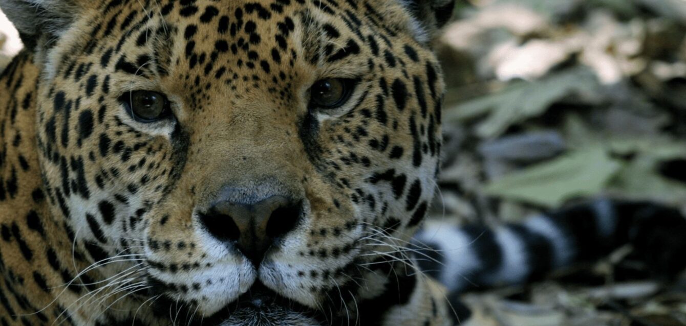 jaguar,extinción,población,de,jaguar,latank,media
