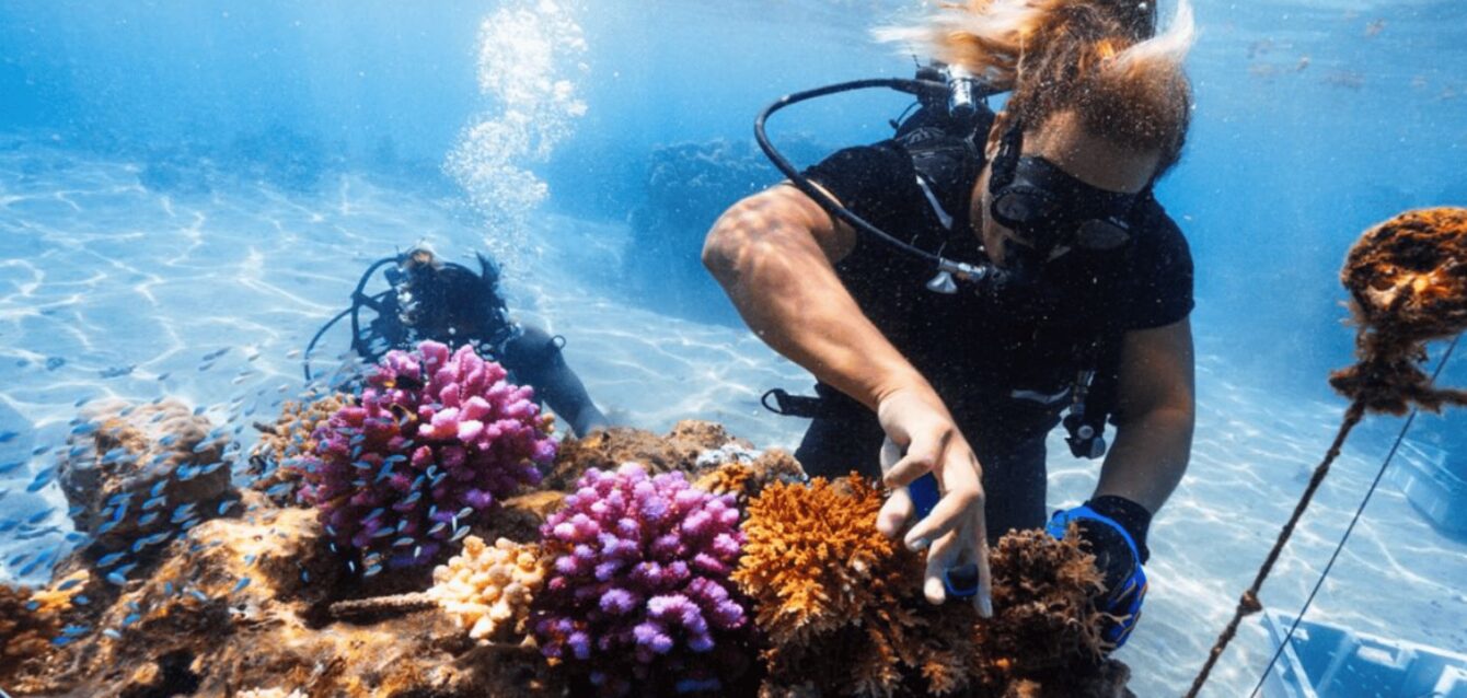 corales,francia,gardens
