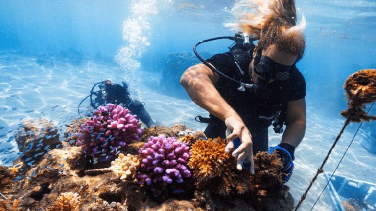 corales,francia,gardens
