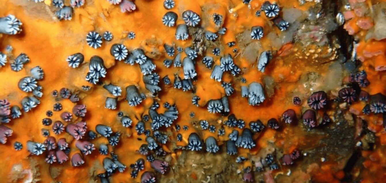 latank,media (1)-compressed