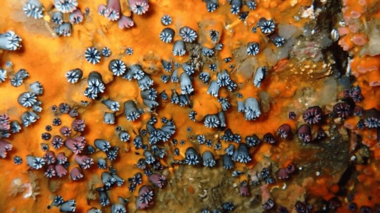 latank,media (1)-compressed