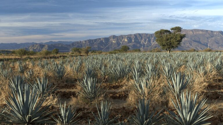 tequila,vinanzas,iteso