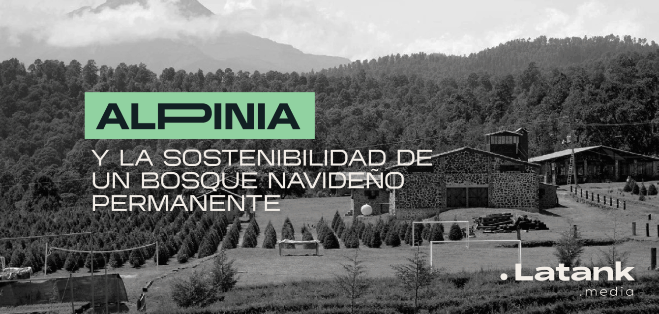 Alpinia-bosque-navideño-permanente