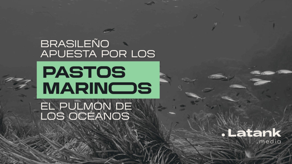 Brasileño apuesta por recuperar los pastos marinos, el pulmón de los océanos