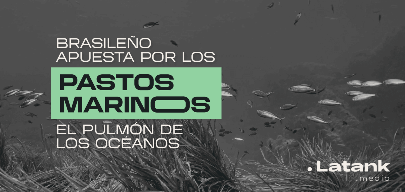Brasileño apuesta por recuperar los pastos marinos, el pulmón de los océanos