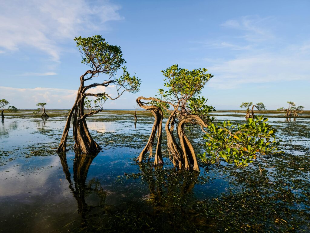 Manglar
