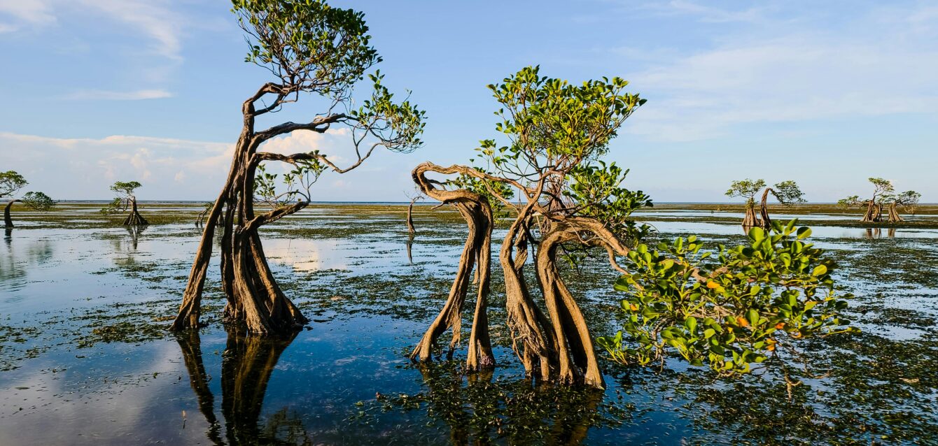 Manglar